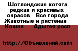 Шотландские котята редких и красивых  окрасов - Все города Животные и растения » Кошки   . Адыгея респ.